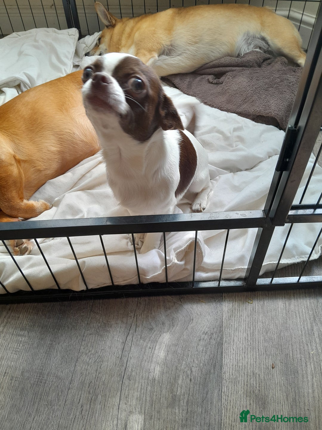 Chihuahua dogs for stud: Chocolate & White Chihuahua in Grimsby - Image 4