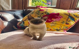 Burmese cats for sale: Chocolate boy  - Image 2
