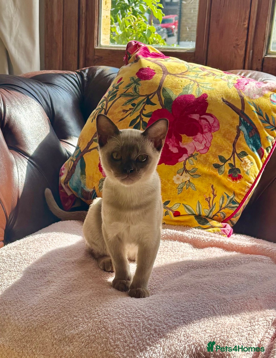 Burmese cats for sale: Chocolate boy  - Image 2