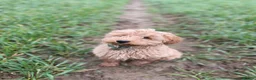 Mixed Breed dogs for sale: Delightful Schnockerpoo Puppies  - Advert 13