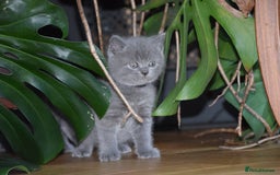 British Shorthair cats for sale: BSH Blue kittens, 3xgirls 3xboys - Image 23