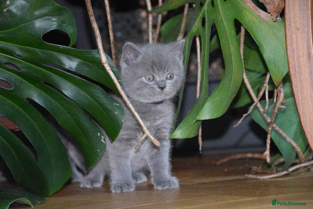 British Shorthair cats for sale: BSH Blue kittens, 3xgirls 3xboys - Image 23