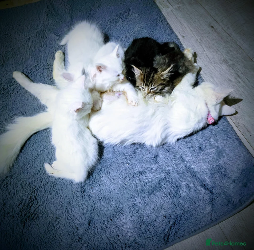 Turkish Angora cats for sale: Long-haired kittens - Advert 6