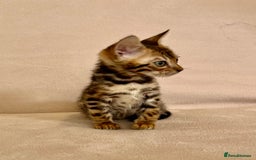 Bengal cats for sale: 🐾 Purebred BENGAL kittens🐾 - Image 5