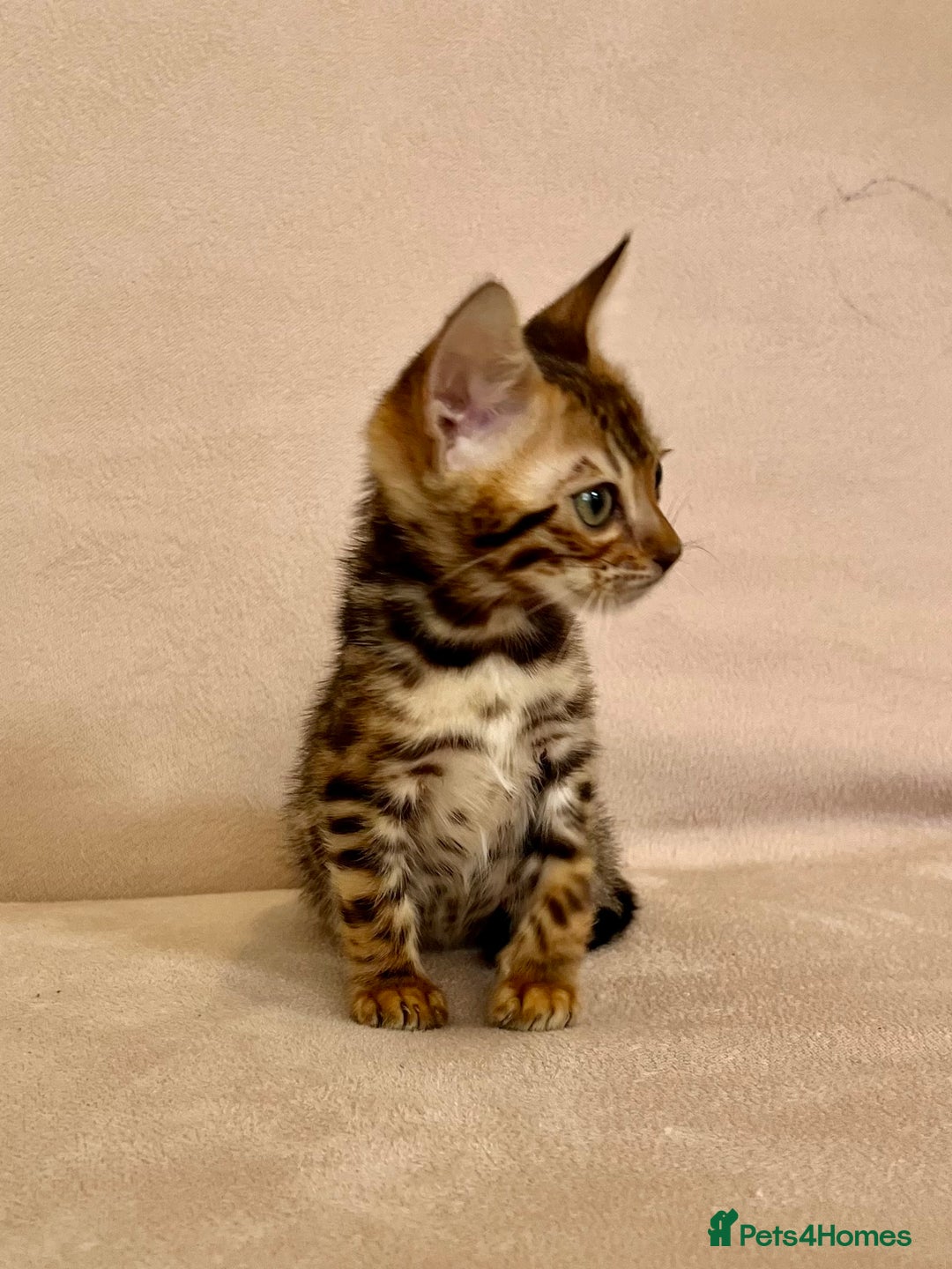 Bengal cats for sale: 🐾 Purebred BENGAL kittens🐾 - Image 5