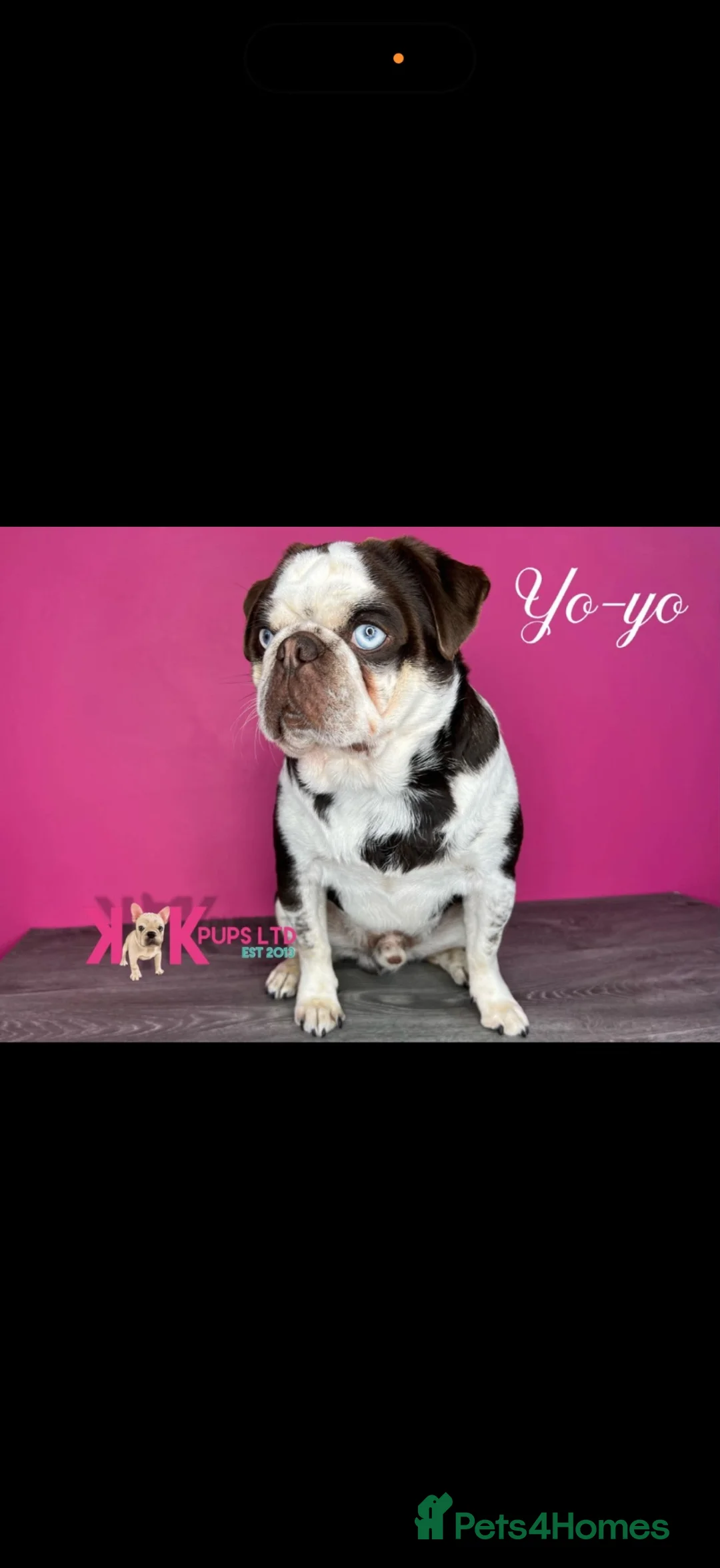 Pug dogs for sale: pug puppies  - Advert 33