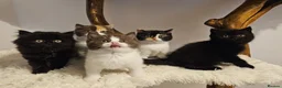 British Shorthair cats for sale: Tica British Shorthair & Longhair Champion Lines in Wigan - Advert 1