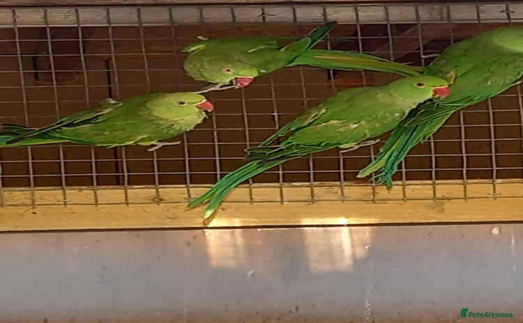 Parakeets birds - Advert 12