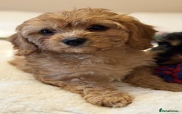 Cavapoo dogs for sale: Health-checked calm loving pups - Image 8