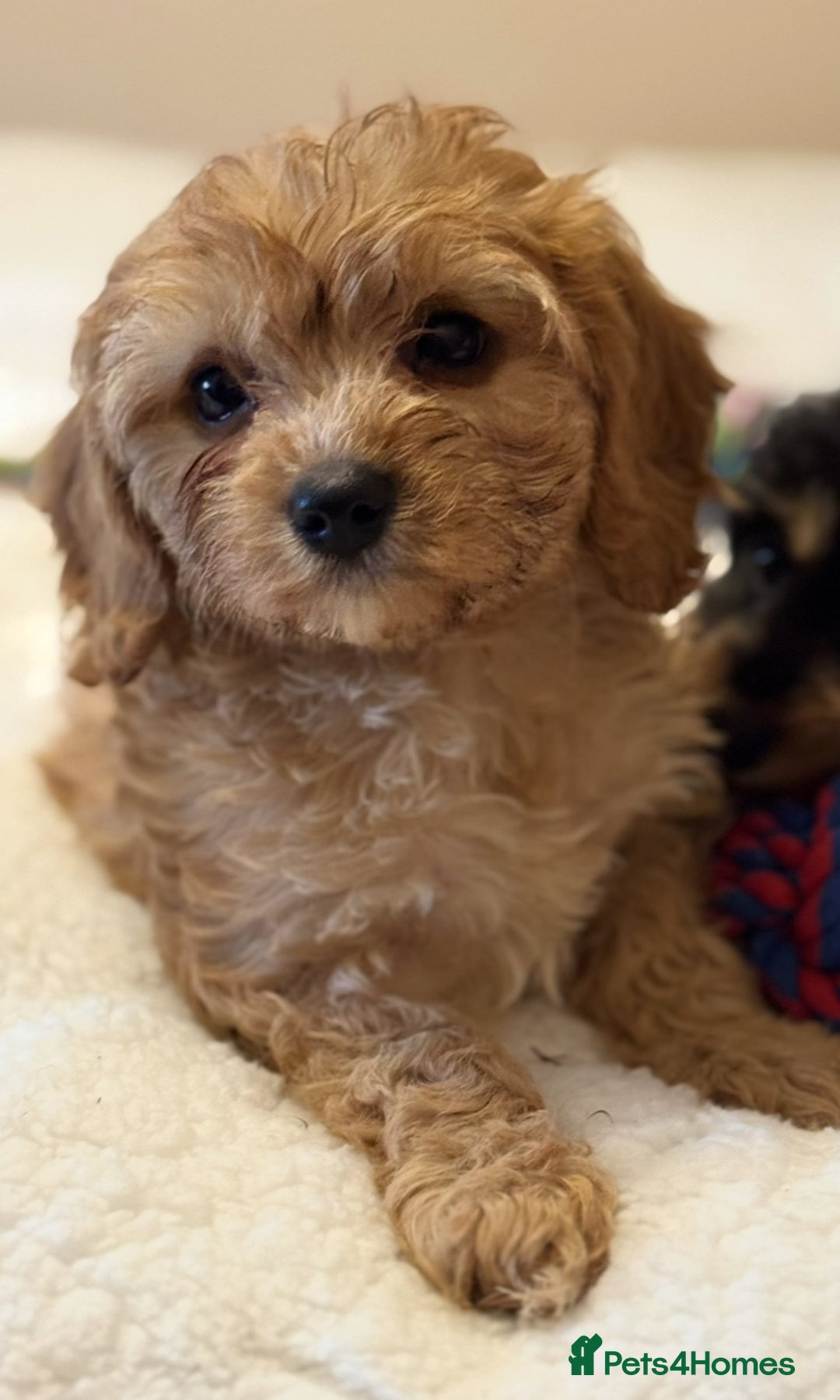 Cavapoo dogs for sale: Health-checked calm loving pups - Image 8