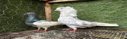 Pigeons birds for sale: 35 Mix  pigeon for sale - Advert 20