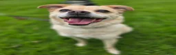 Mixed Breed dogs for adoption: Pippin for adoption in Hamilton - Advert 1