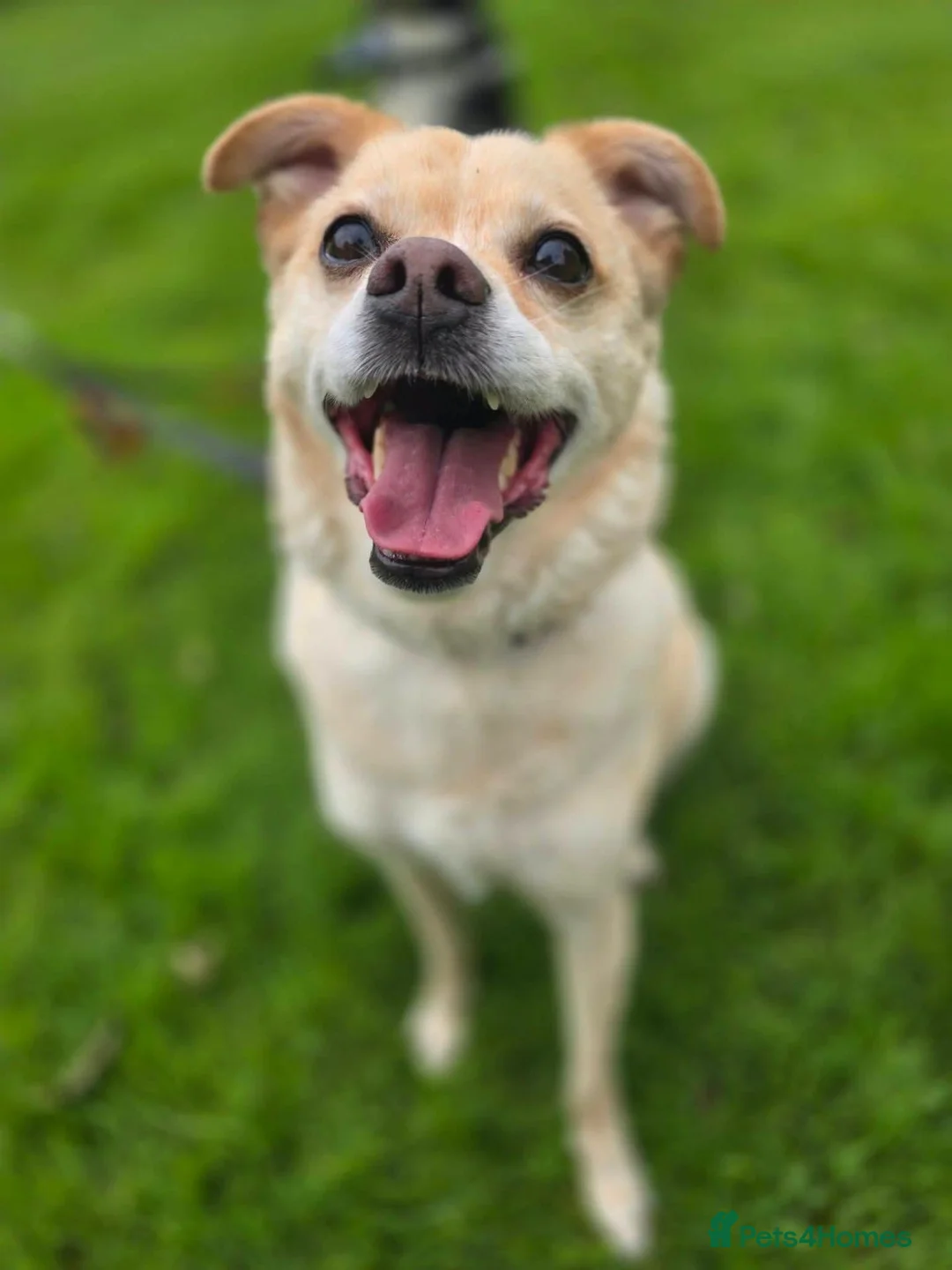 Mixed Breed dogs for adoption: Pippin for adoption in Hamilton - Advert 1