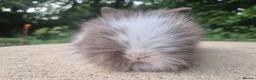 Angora rabbits for sale: ❤️STUNNING IMPORTED PARENTS- TEDDYDWERG BABIES❤️ - Advert 19