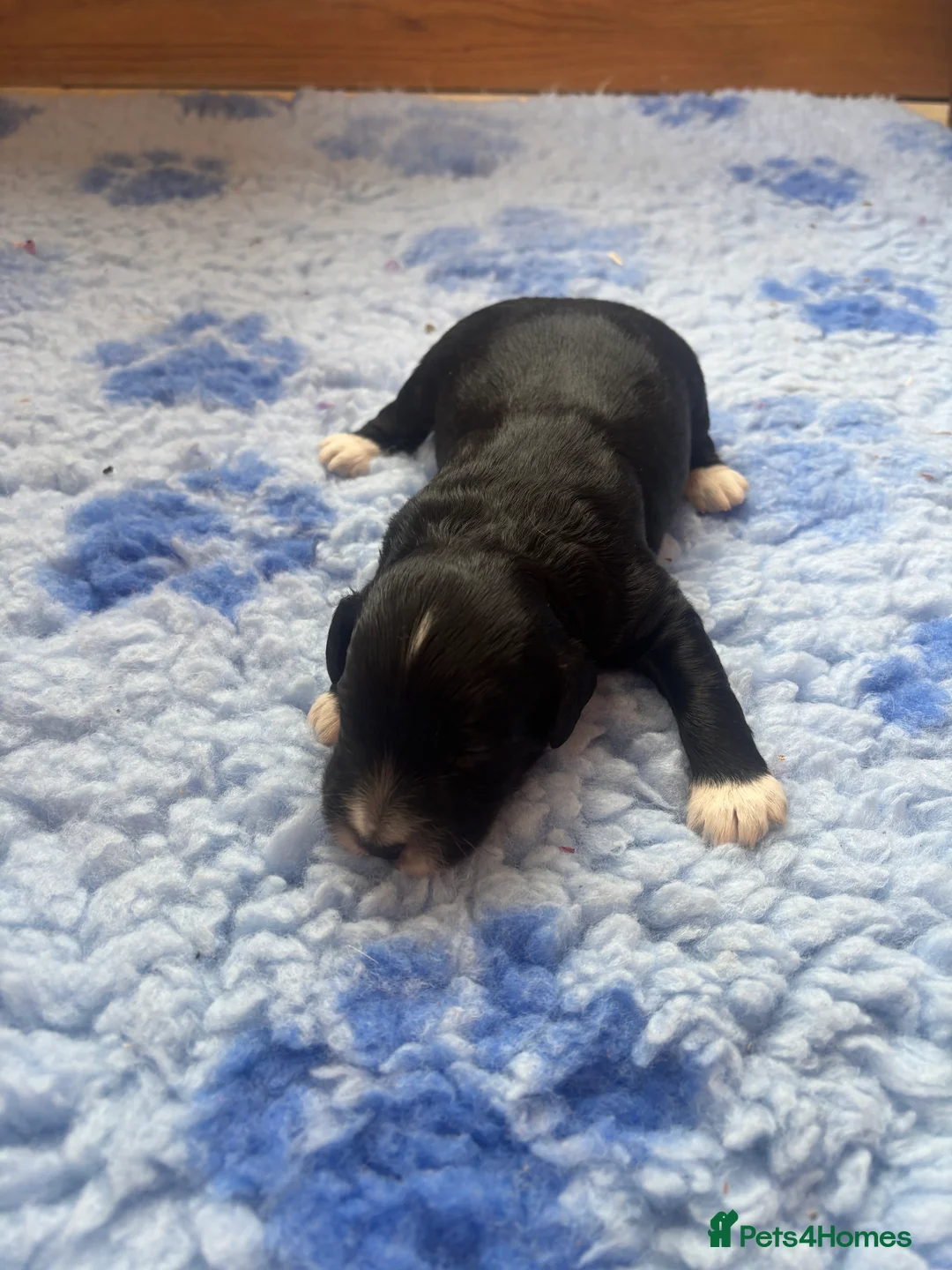 Cockapoo dogs for sale: 🐣Toy Cockapoo Puppies 🌸 - Advert 11