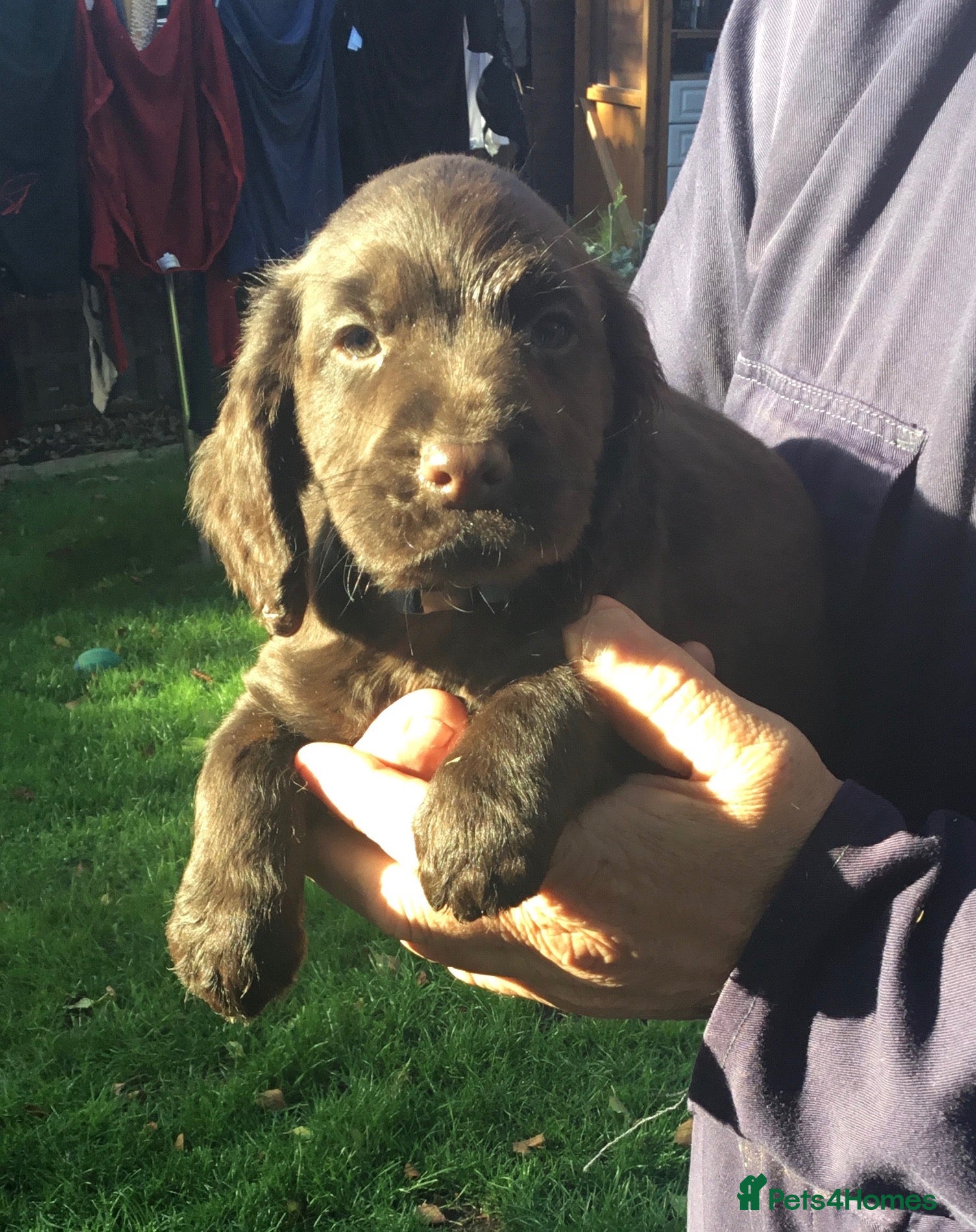 Cocker Spaniel dogs KC & HTCP COCKER SPANIEL PUPPIES  - Advert 1