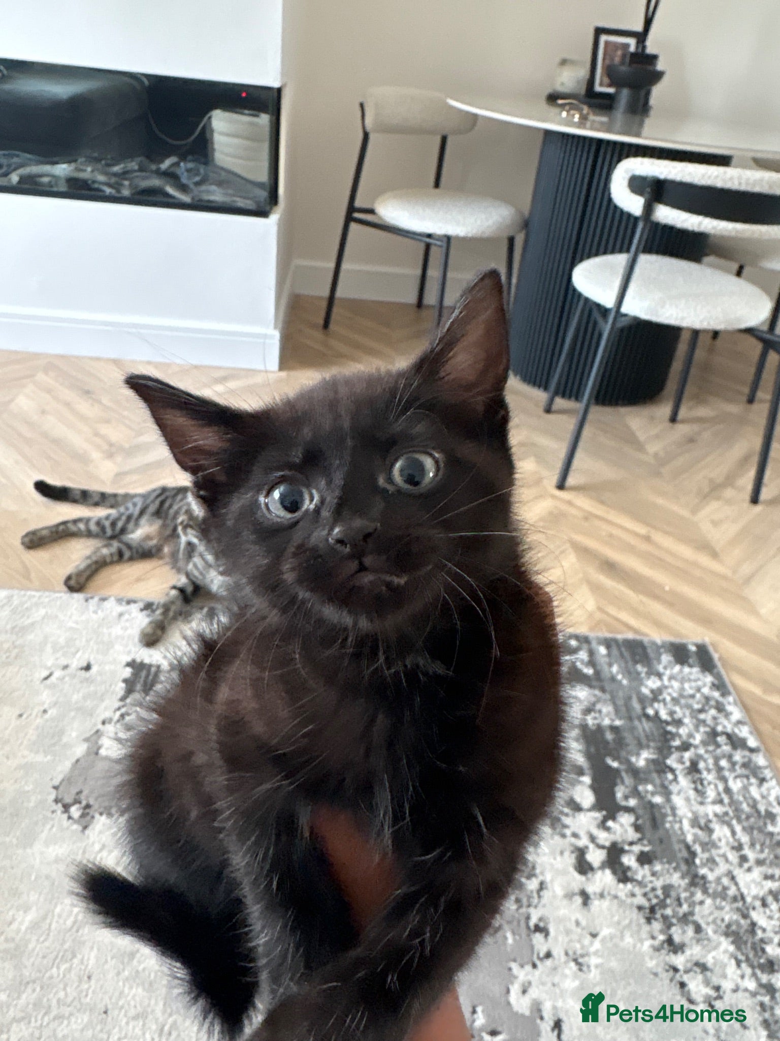 Mixed Breed cats Female kitten needing her forever home - Advert 6