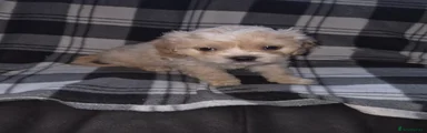 Cava Tzu 2