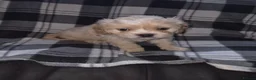Cava Tzu dogs for sale: Cava Tzu pups - Advert 7