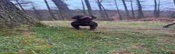 Cocker Spaniel dogs for sale: Stunning Litter Of Cocker Puppies for sale  in Penrith - Advert 15