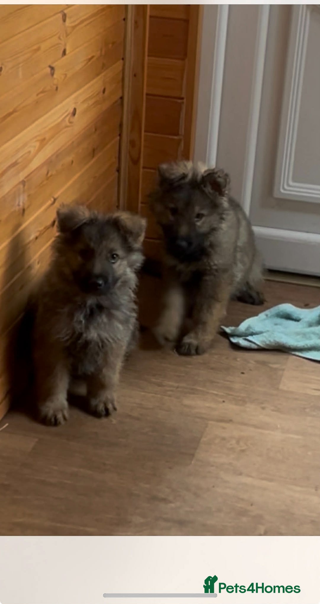 German Shepherd dogs for sale: Stunning German Shepherd Puppies - Advert 3