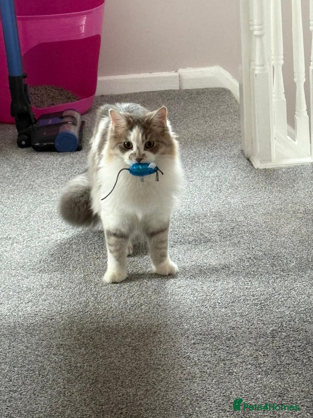 Mixed Breed cats for sale: Maine coon mix Girls💜 - Image 14