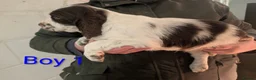 English Springer Spaniel dogs for sale: Beautiful KC Show Line ESS Puppies - Advert 5