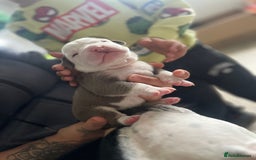Olde English Bulldogge dogs for sale: Old English bulldog puppies - Image 17