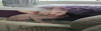 Sphynx Kitten 4
