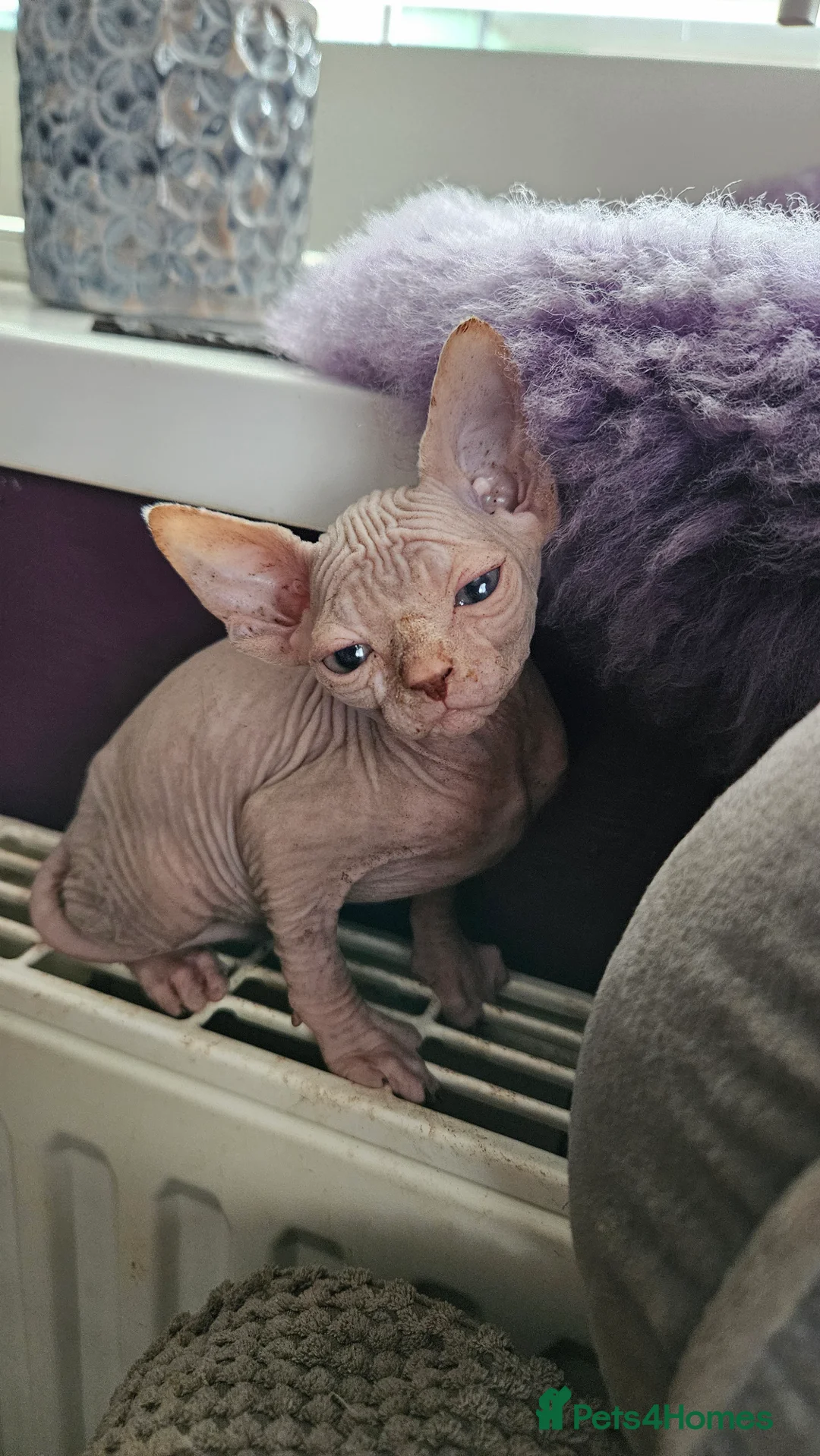 Sphynx cats for sale: Sphynx kittens for sale - Advert 10