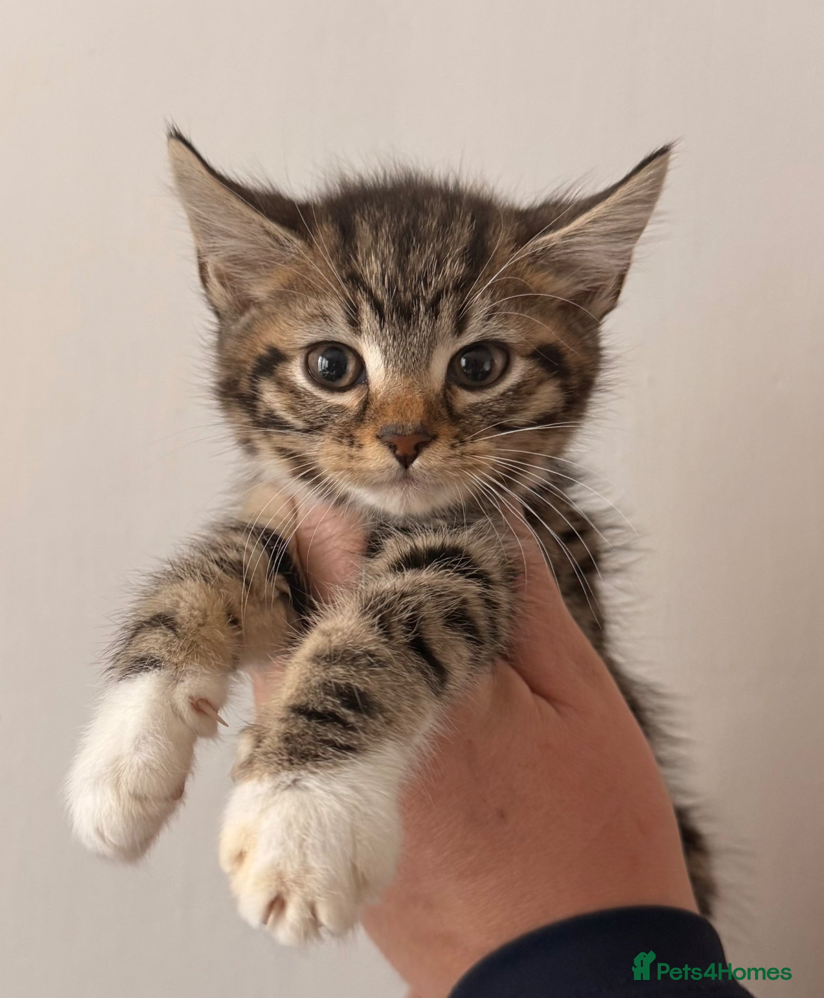 Maine Coon cats Maine Coon Kittens  - Advert 3