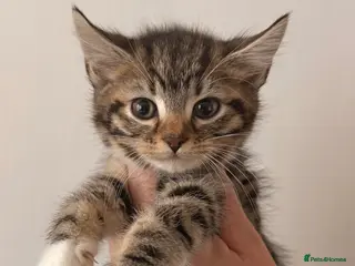 Maine Coon cats Maine Coon Kittens - Advert 1