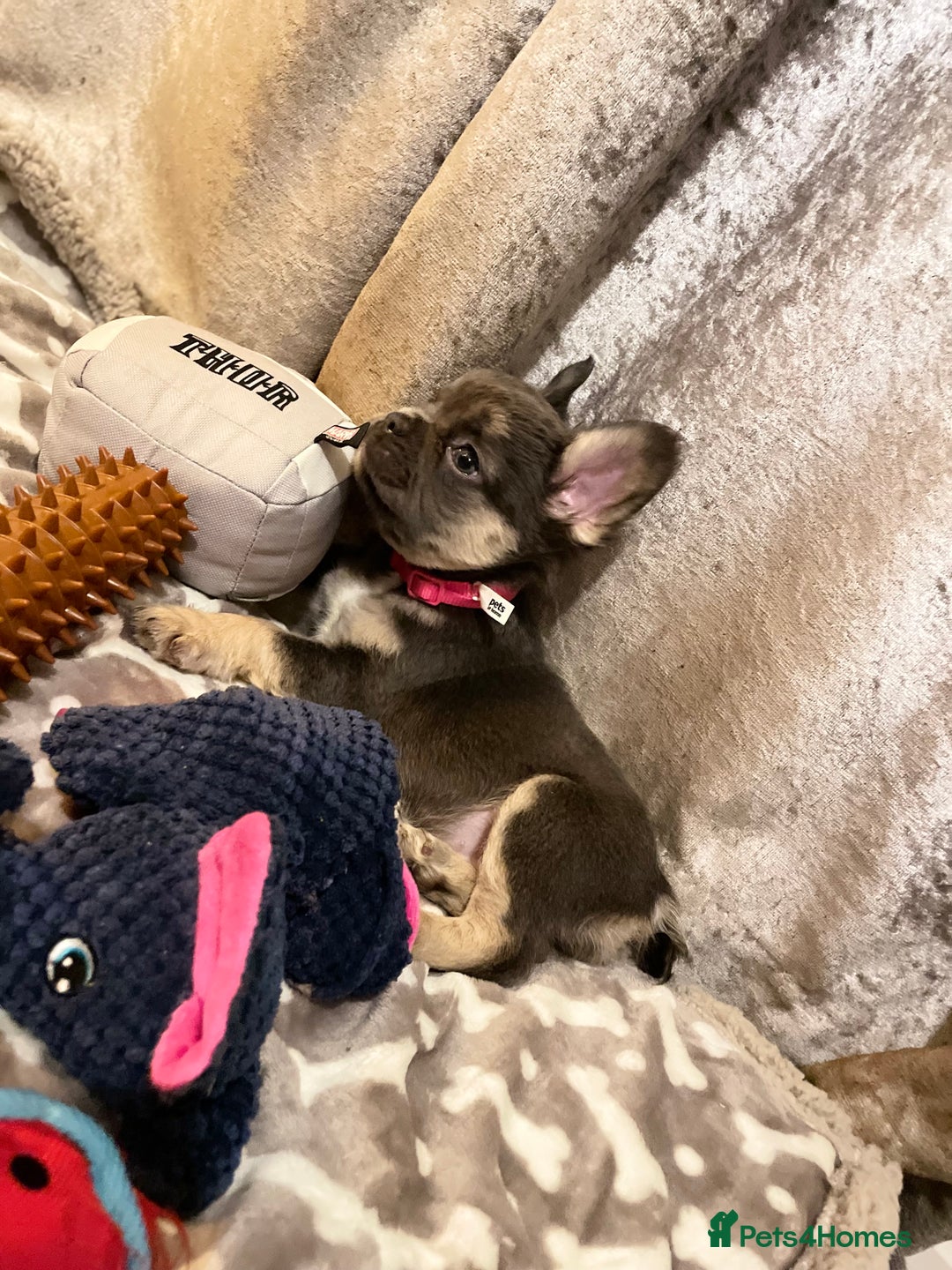 French Bulldog dogs for sale: Visual Fluffy Compact French Bulldogs 🩷🐶🐾 - Advert 2