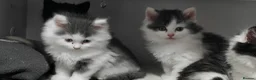 Mixed Breed cats for sale: 🐾 Adorable fluffy Kittens–Ready to leave now.🐾  - Advert 10