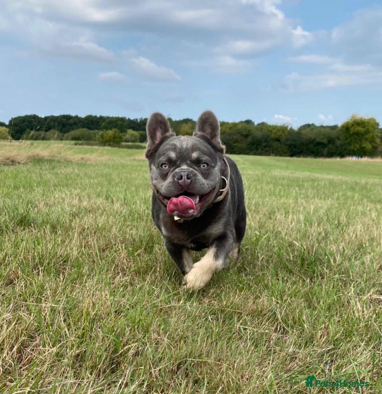French Bulldog dogs 💜SICARIO|LILAC & TAN FLUFFY FRENCH BULLDOG STUD💜 - Advert 1