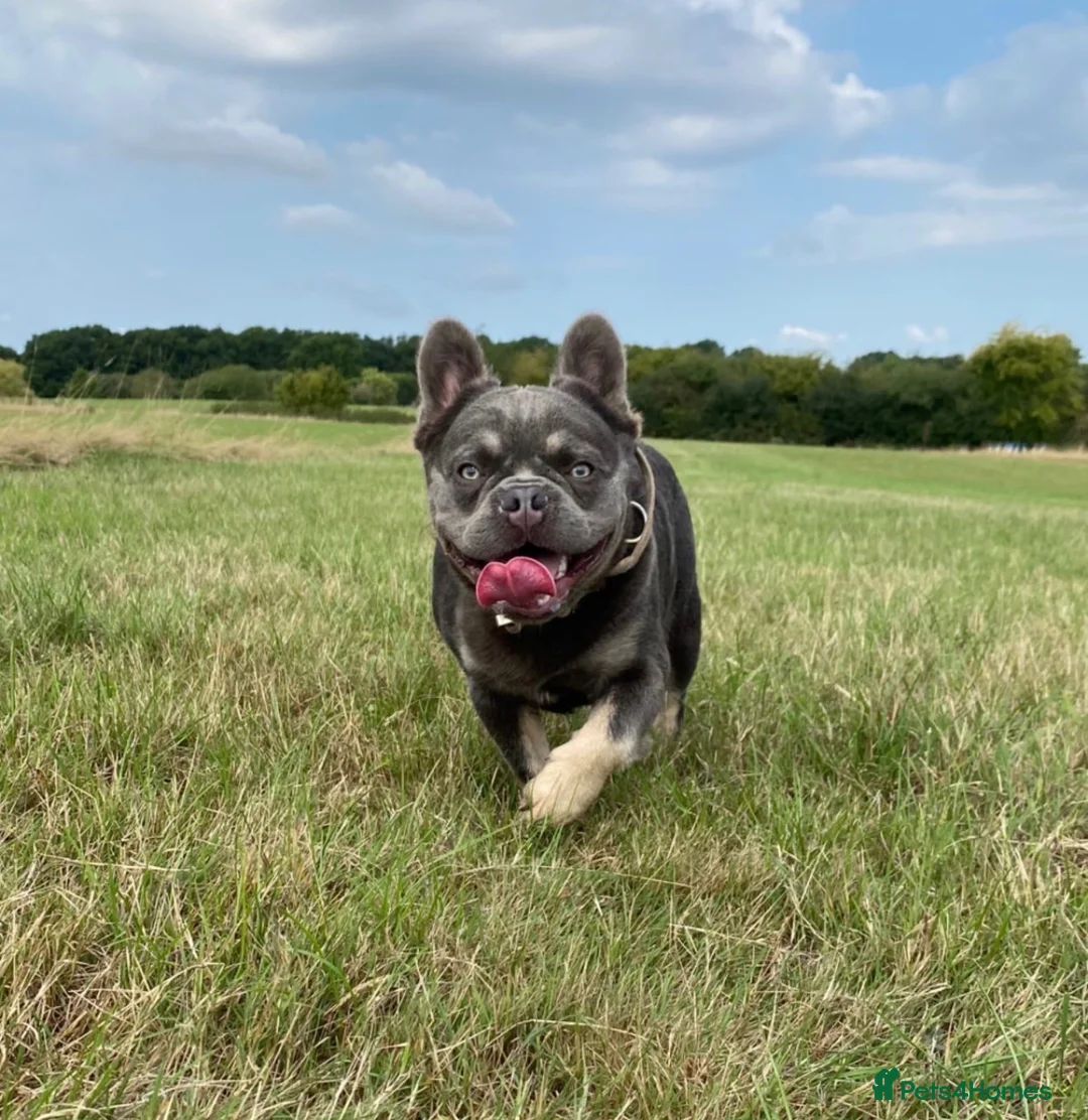 French Bulldog dogs for stud: 💜SICARIO|LILAC & TAN FLUFFY FRENCH BULLDOG STUD💜 - Advert 1