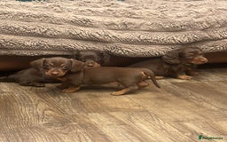 Miniature Dachshund dogs for sale: KC reg miniature dachshunds long and short coated  - Image 24
