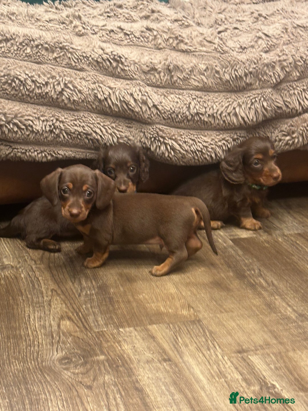 Miniature Dachshund dogs for sale: KC reg miniature dachshunds long and short coated  - Image 24