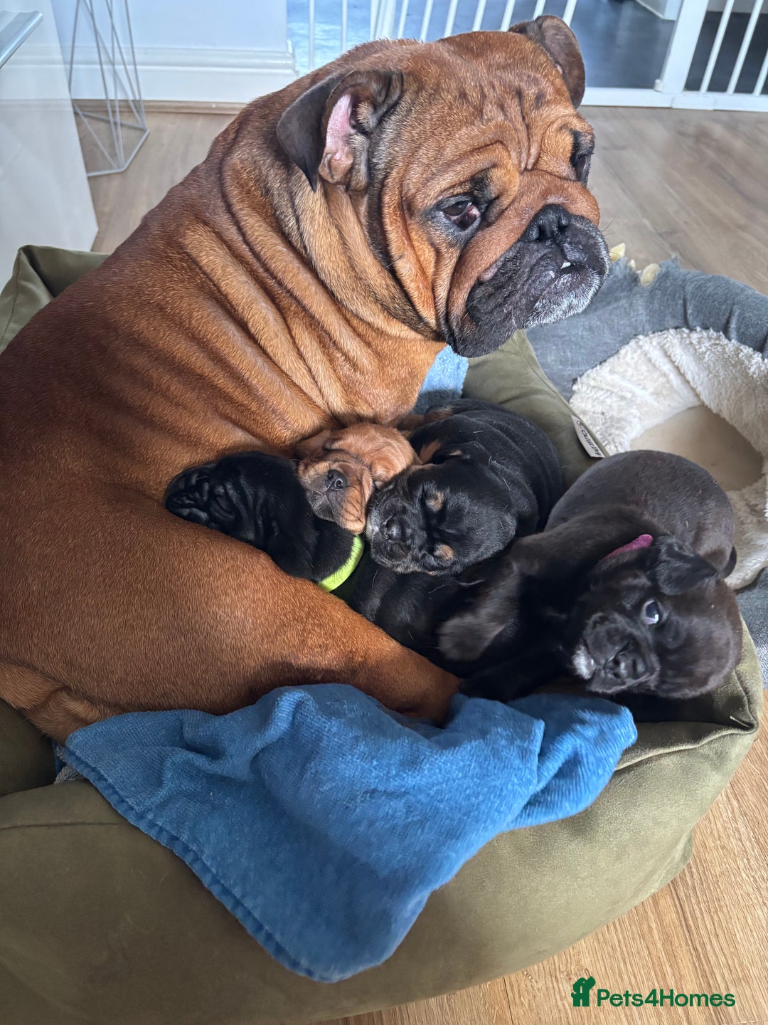 English Bulldog dogs for sale: Dollie looking for a quieter life - Advert 7