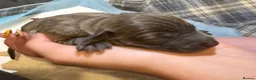 Italian Greyhound dogs for sale: Italian Greyhound Puppies in Gloucester - Advert 6
