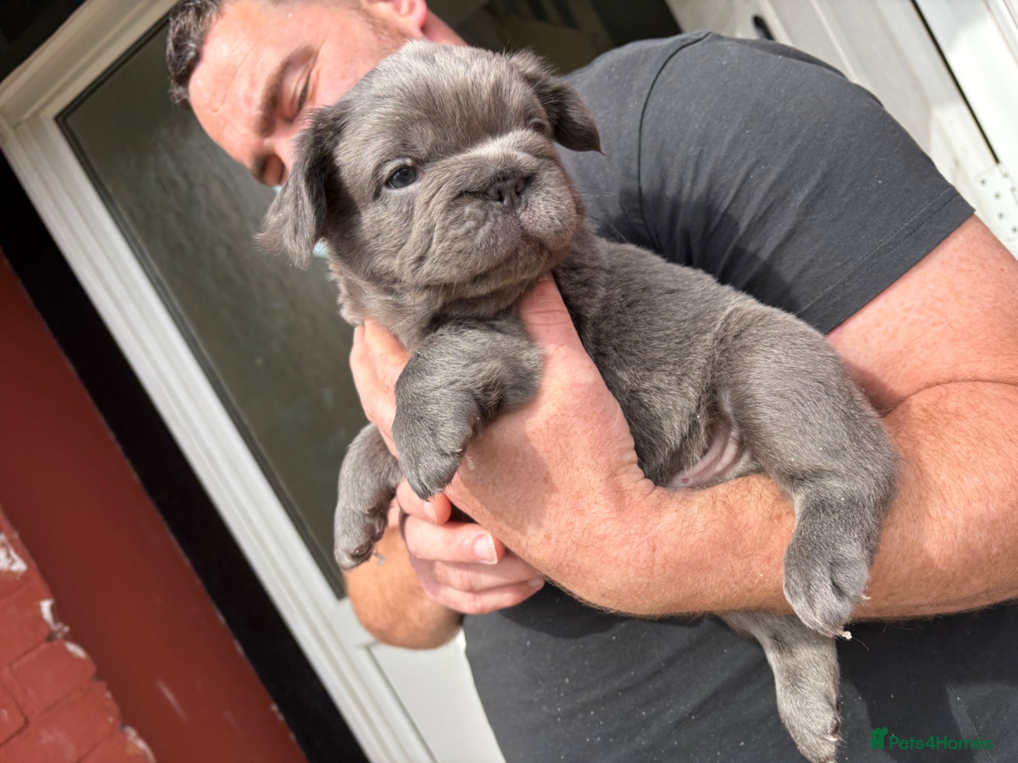 French Bulldog dogs French bulldog pups  - Advert 1