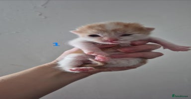 Mixed Breed cats - Advert 12