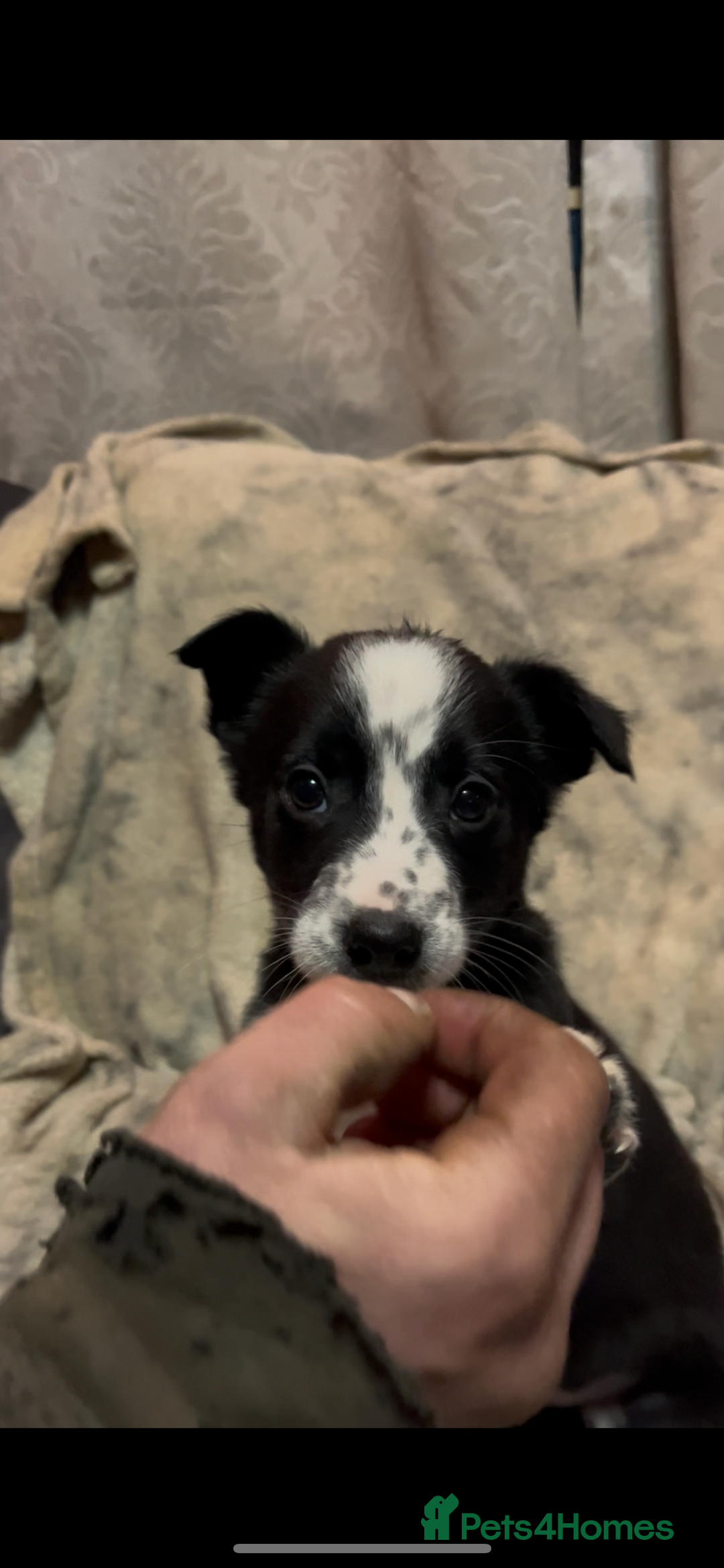 Mixed Breed dogs for sale: 2 gorgeous collie boys left!  - Advert 4