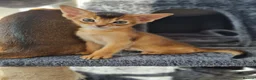 Abyssinian cats for sale: LAST TWO BOYS,champion line Abyssinian kittens🎖 - Advert 22