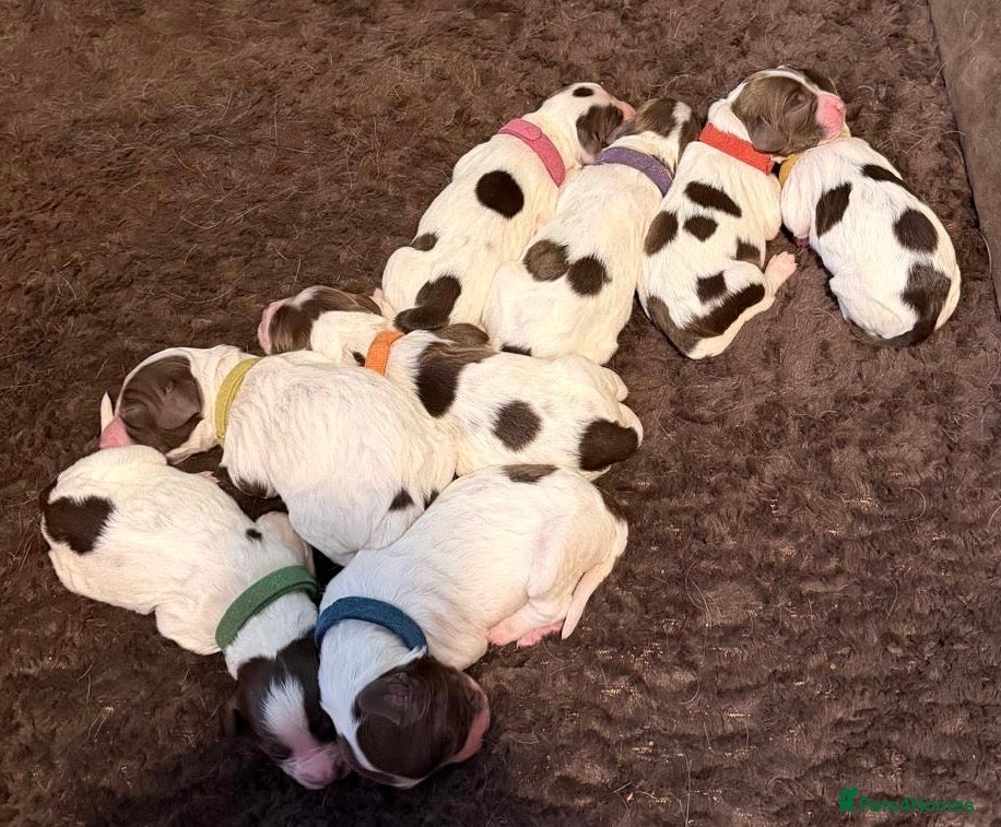 English Springer Spaniel dogs English Springer Spaniel  - Advert 8