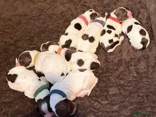 English Springer Spaniel dogs English Springer Spaniel - Advert 8