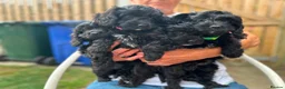 Cavapoo dogs for sale: ⭐️4 Stunning little black cavapoos⭐️ - Advert 20
