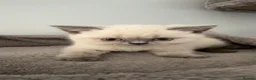 British Shorthair cats for sale: British Shorthair Kittens Ready for a Loving Home - Advert 5