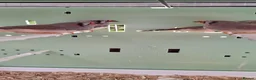 Finches birds for sale: Baby zebra finches  in Daventry - Advert 1