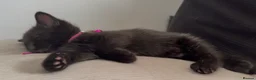 British Shorthair cats for sale: One male & one female kittens - Advert 6